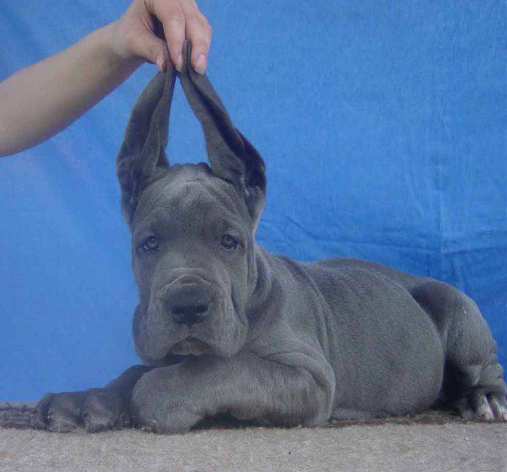 Dog Niemiecki 7