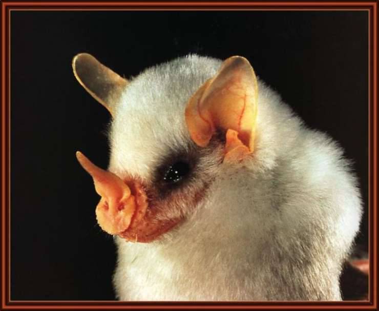 Nietoperze Ectophylla alba 9