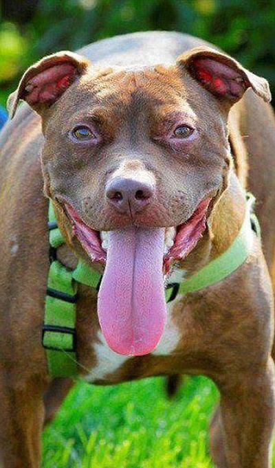 Uratowany pitbull 10