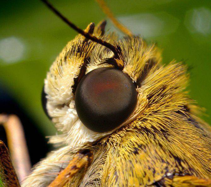 Makrofotografia - owady z bliska 41
