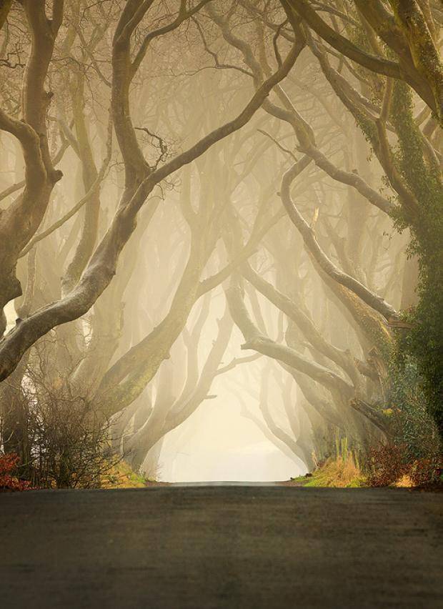 The Dark Hedges 10