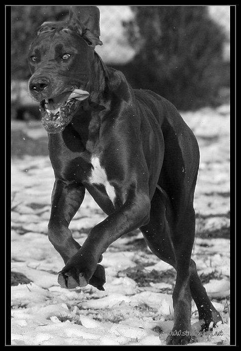Dog Niemiecki 26