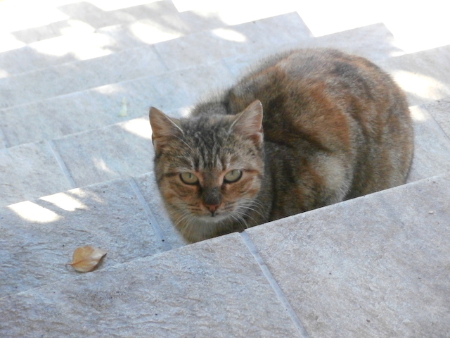 Εικόνα