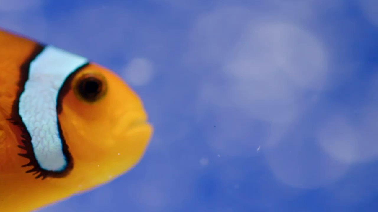 Tanked S15E03 Demarcus Cousins and a Snake Tank 720p AMZN WEB-DL DDP2 0 H 264-NTb Tanked S15E03 Demarcus Cousins and a Snake Tank 720p AMZN WEB-DL DDP2 0 H 264-NTb