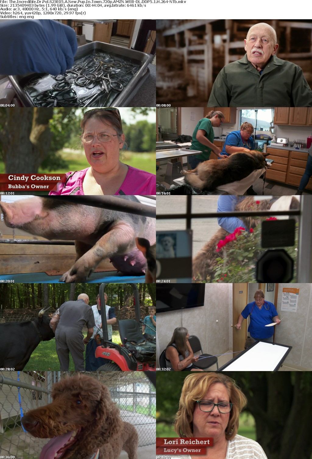 The Incredible Dr Pol S23E05 A New Pup In Town 720p AMZN WEB-DL DDP5 1 H 264-NTb
